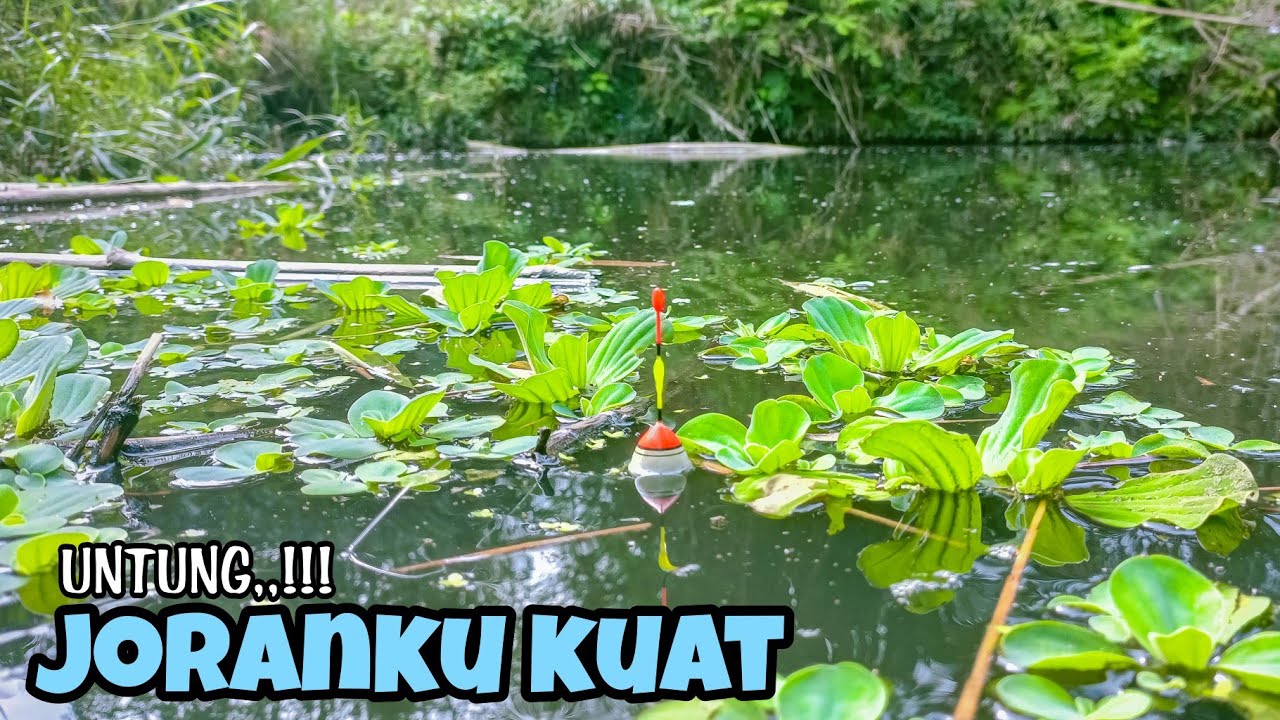 Terbukti Nyata!!! Wujud Spot Pemancing Banyak ikan Besar,Umpan Lempar Langsung Disambar