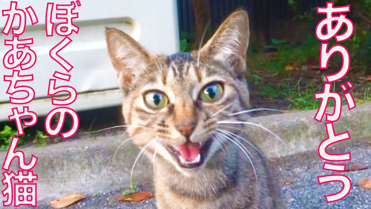 遠深き野良猫一家、猫それぞれの運命　The fatal stray-cat-family
