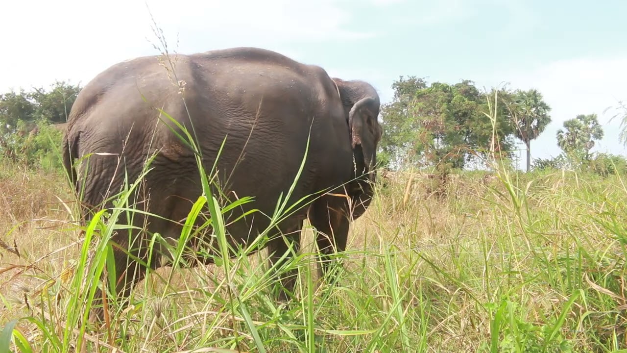 Wild elephants grazing near the house