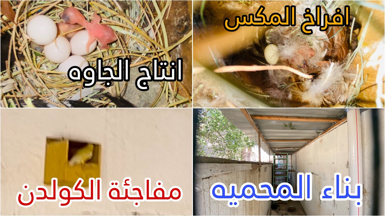 اعادة بناء محمية طيور الحب 🌿الانتاج القوي بلش بالمحمية 💪🏼🔥