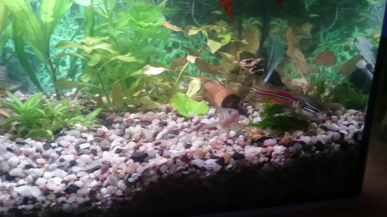 Danio pregowane tarło weloniaste