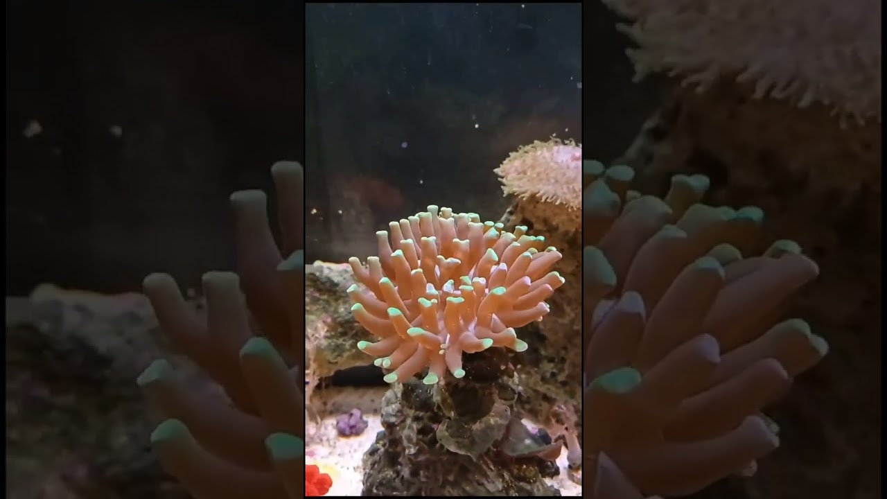 Acuario  marino de 20 galones  equipo básico excelente