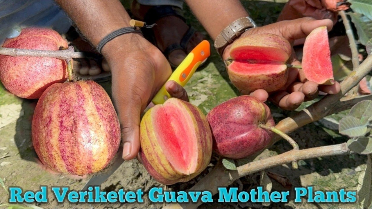 Latest Guava Farming / And New Variety & Red Veriketet Guava and Available Plant’s My #Sayannursery 
