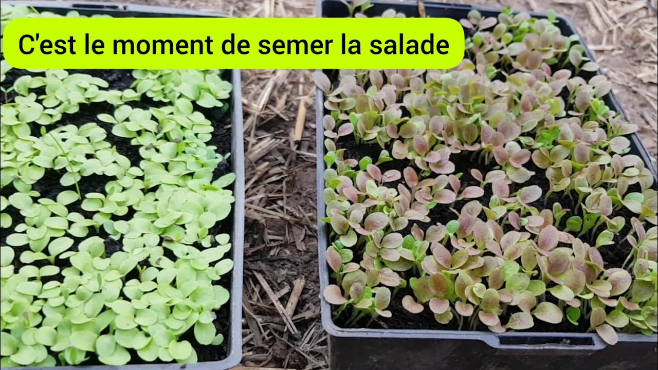 Comment semer la salade de A à Z en 4 étapes ? 2023