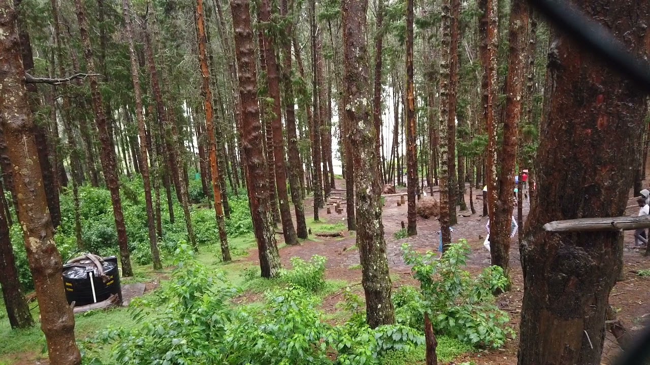 Pine Forest Shooting Spot Ooty
