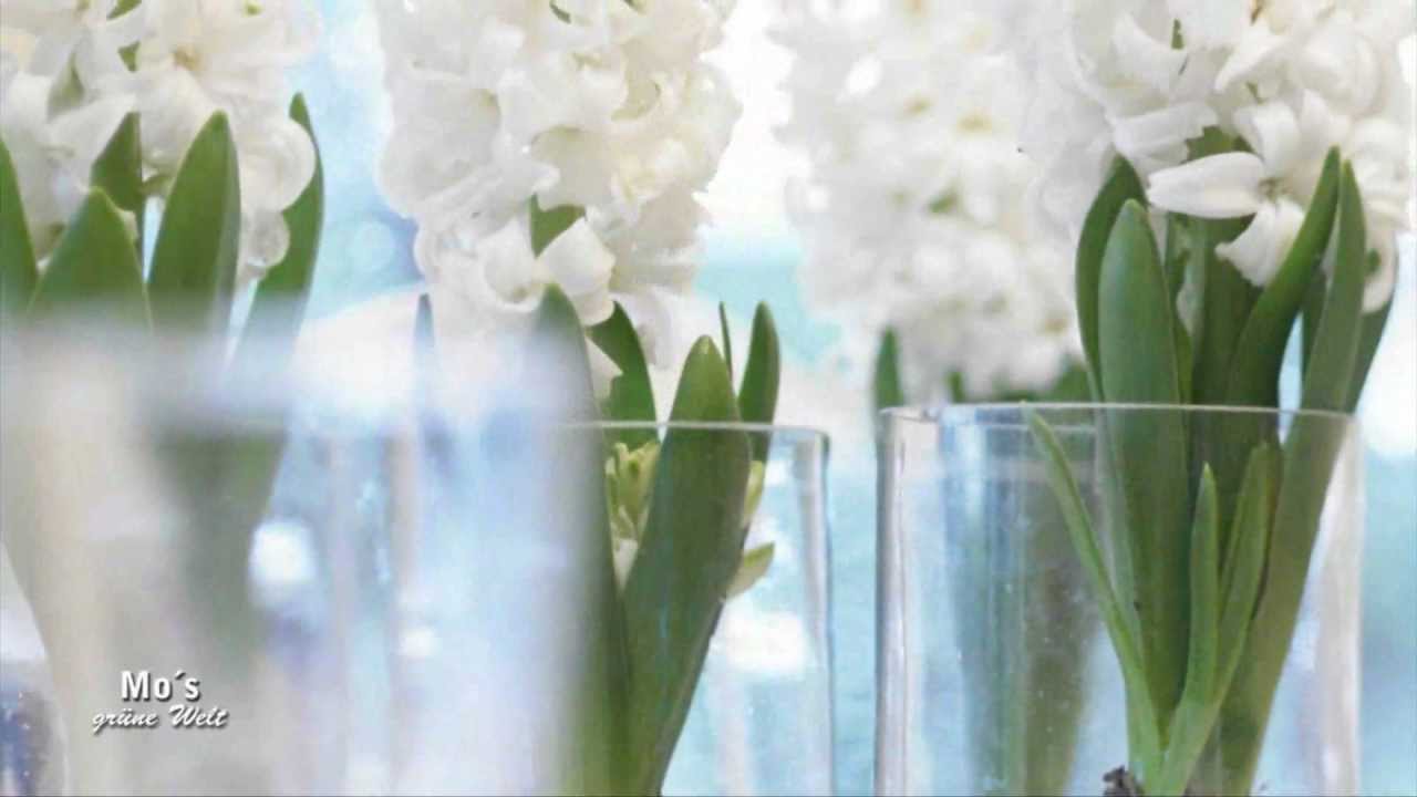 Hyazinthen auf Glas