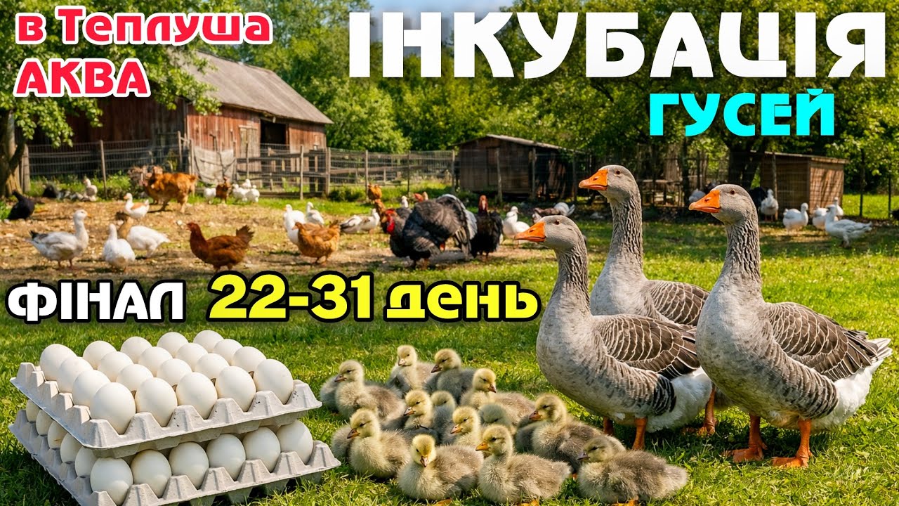 Результат ІНКУБАЦІЯ ГУСЕЙ‼️в Інкубаторі Теплуша АКВА 22-31 день