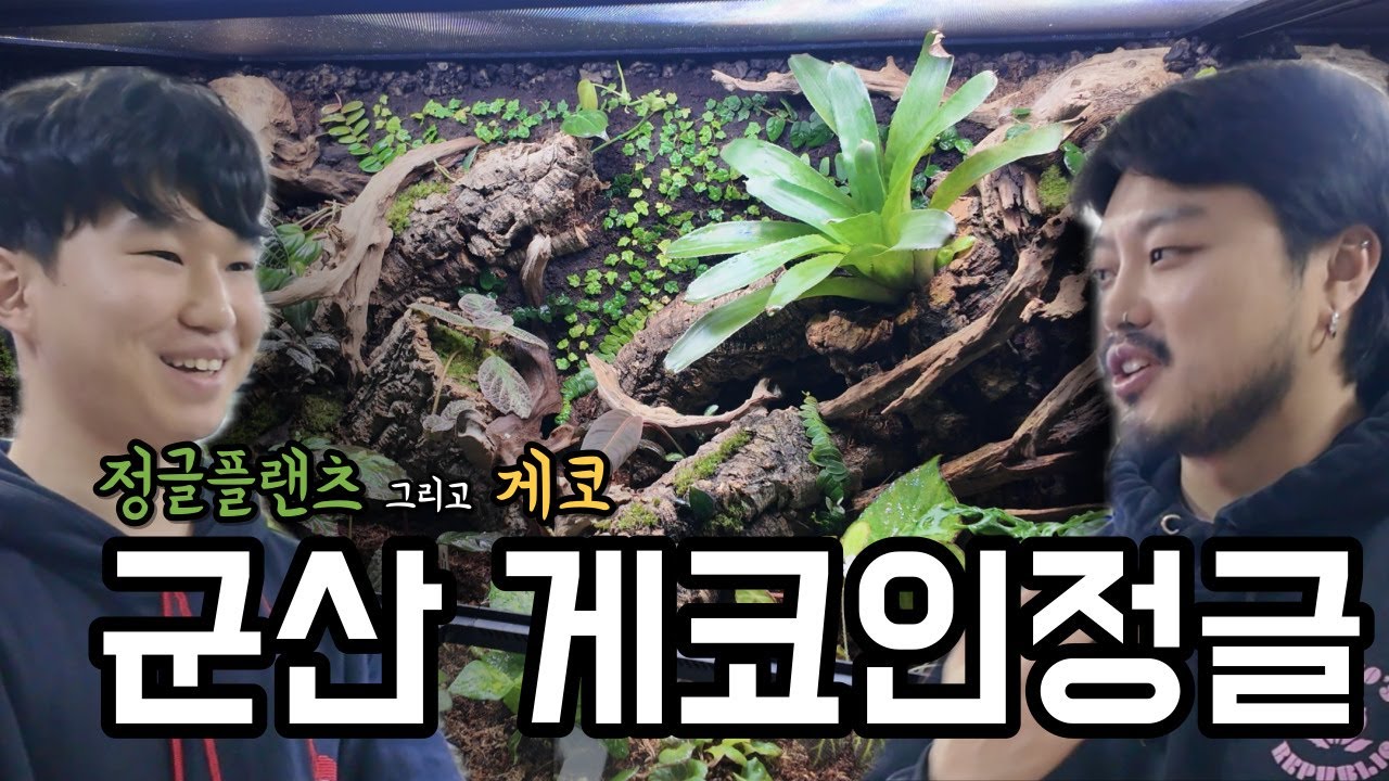 [수염농장방문기] 희귀한 정글플랜츠와 다양한게코들! 군산게코인정글에 다녀왔습니다!