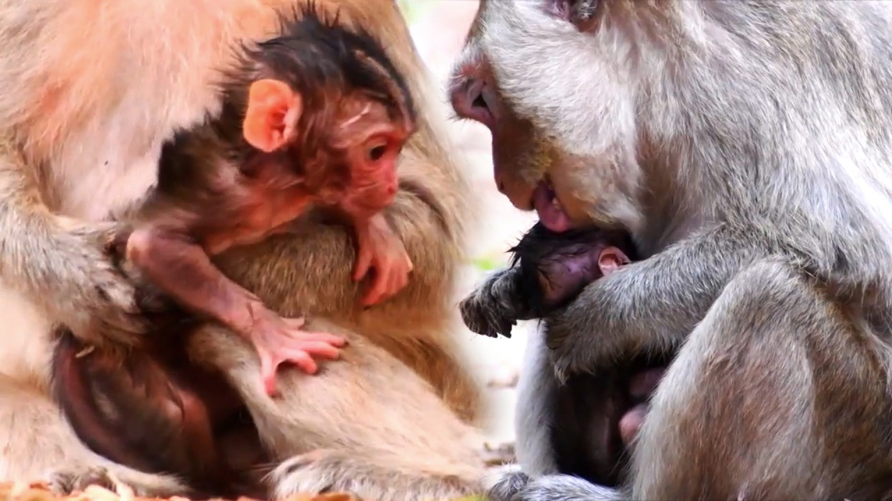 Adorable Wildlife Mommy Monkey Looks The Best Of Care For Newborn Baby