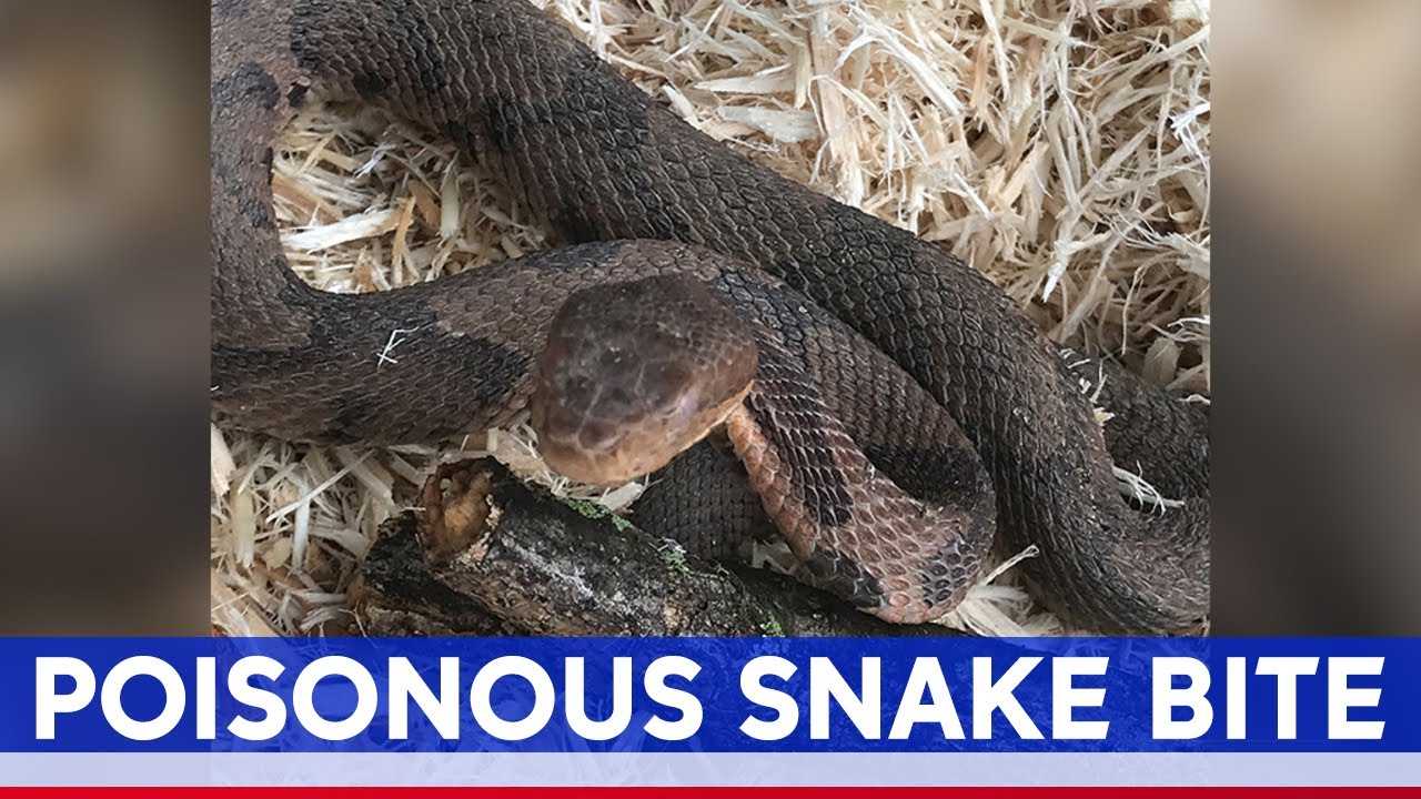Venomous copperhead snake bites man in New Jersey