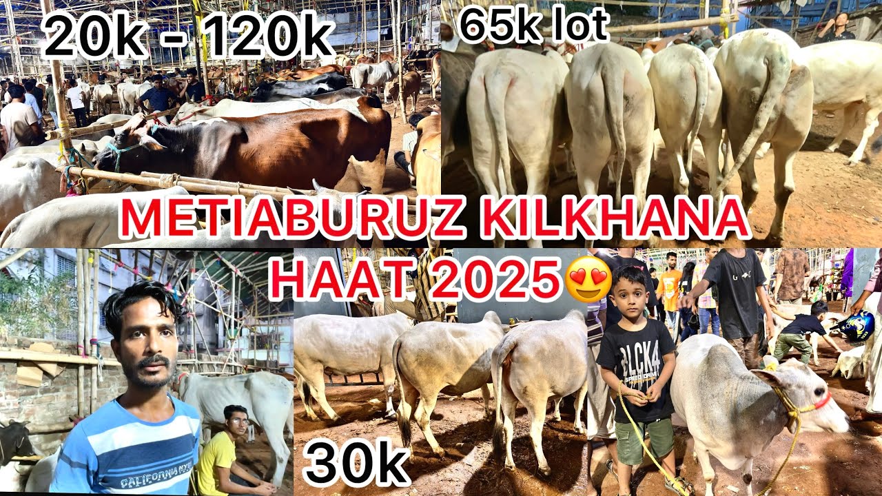 METIABURUZ KILKHANA HAAT 20k - 120k || METIABURUZ GAZIPARA || KOLKATA COW 2025