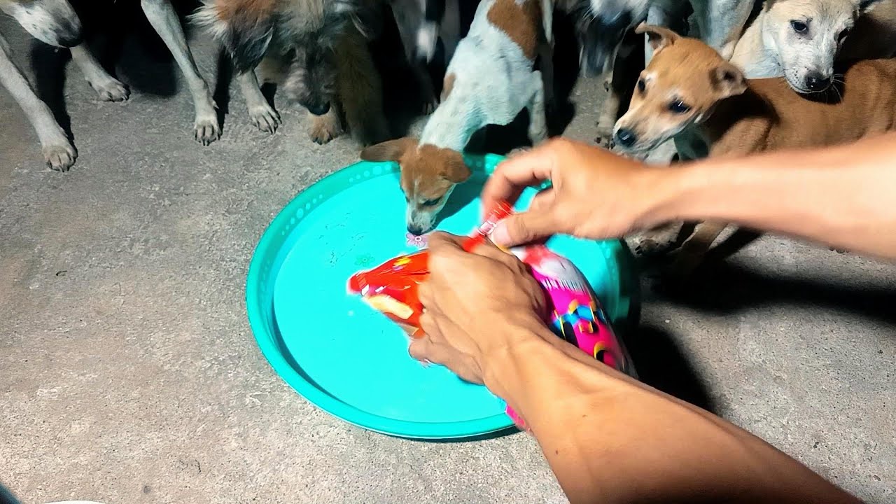 You Won't Believe How Fast These Dogs Eat!