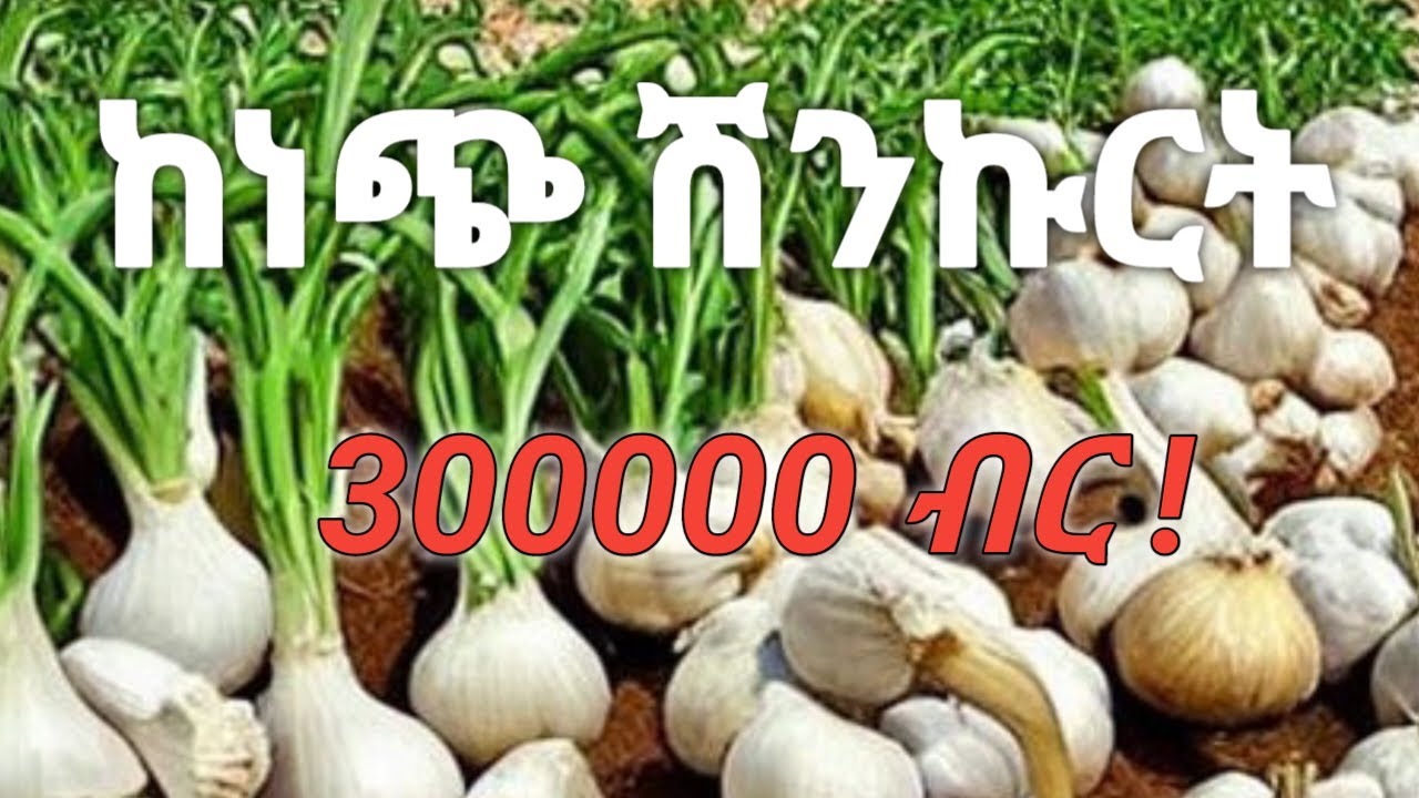 በትንሽ መሬት ከነጭ ሽንኩርት 300,000 ብር ገቢ እንዴት ማግኘት ይቻላል  (How to be SUCCESSFUL in GARLIC Farming?)