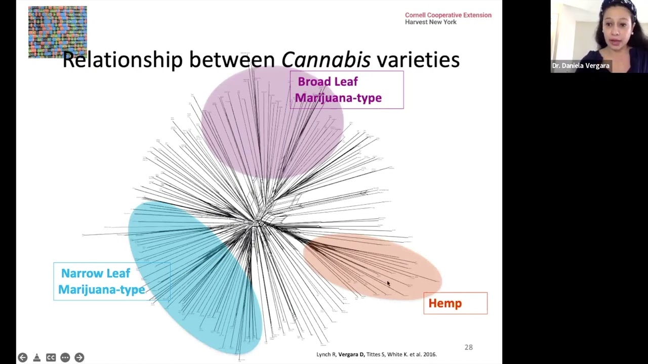 Daniela Vergara: Hemp Diversity and Genetics