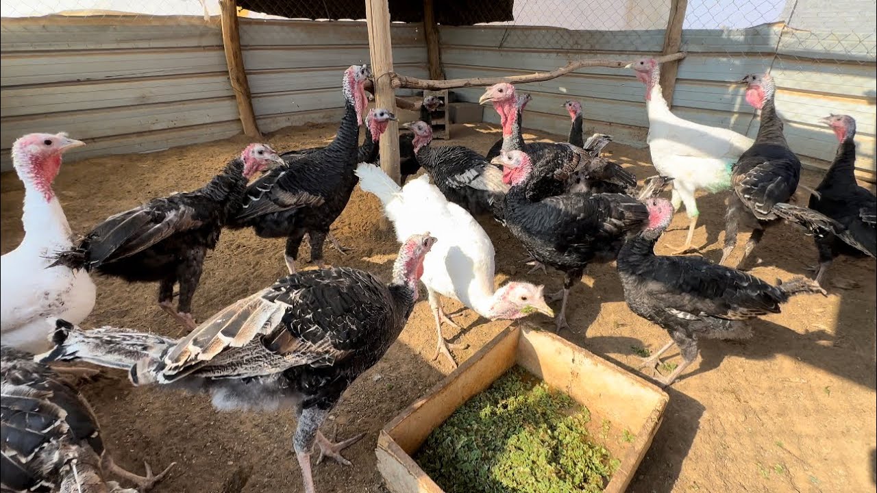 تنضيف شبك الرومي 🧹🦃🦤