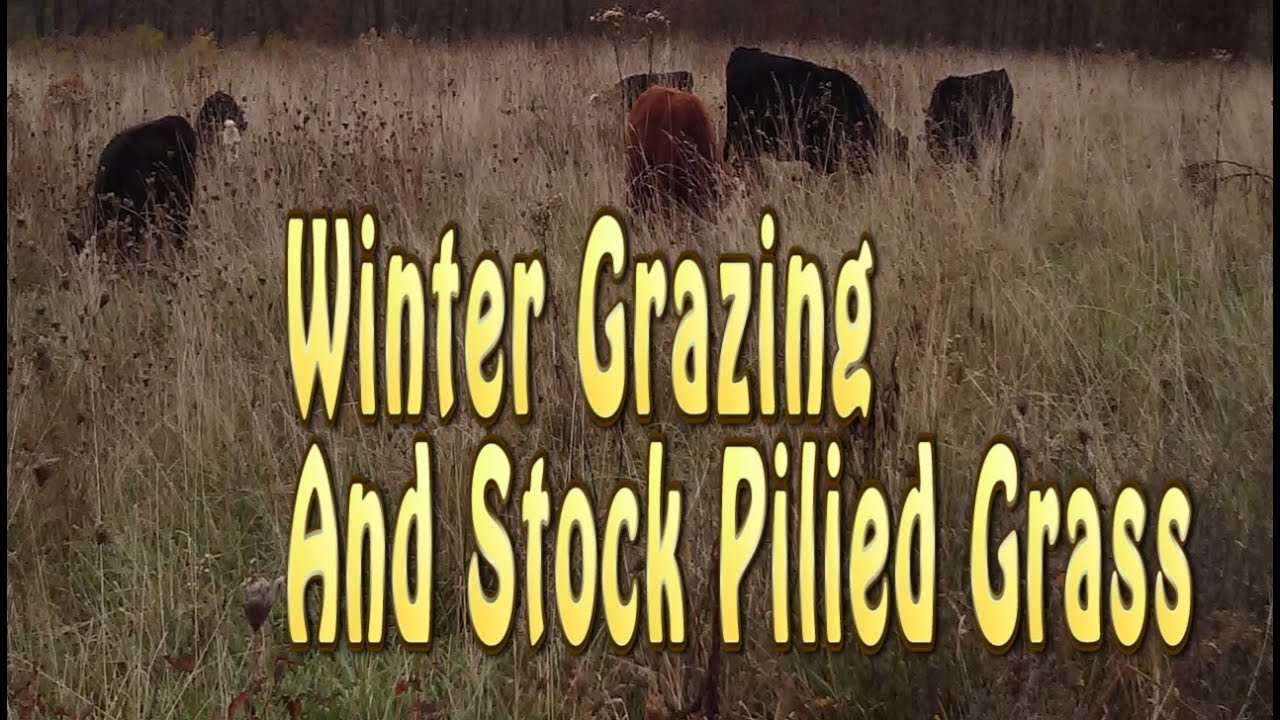 Winter Grazing And Grazing Stockpiled Pasture Grasses