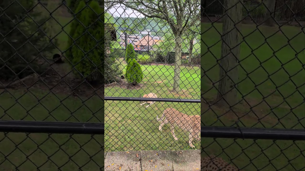 Unlikely Best Friends: Cheetah & Dog's Amazing Bond at Turtle Back Zoo