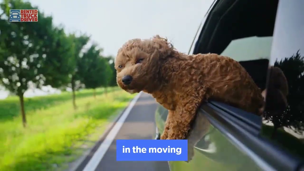 Moving with Pets Made Easy