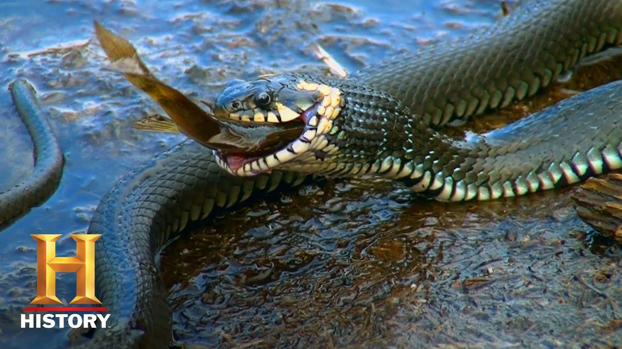 Swamp People: Troy and Willie Hunt Monster Pythons (Season 10) | History