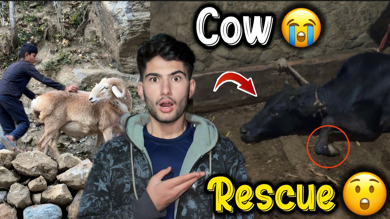A Scary Moment While Saving Our Cow 😱 | Life in Neelum Valley | Daily Vlog with My Brothers