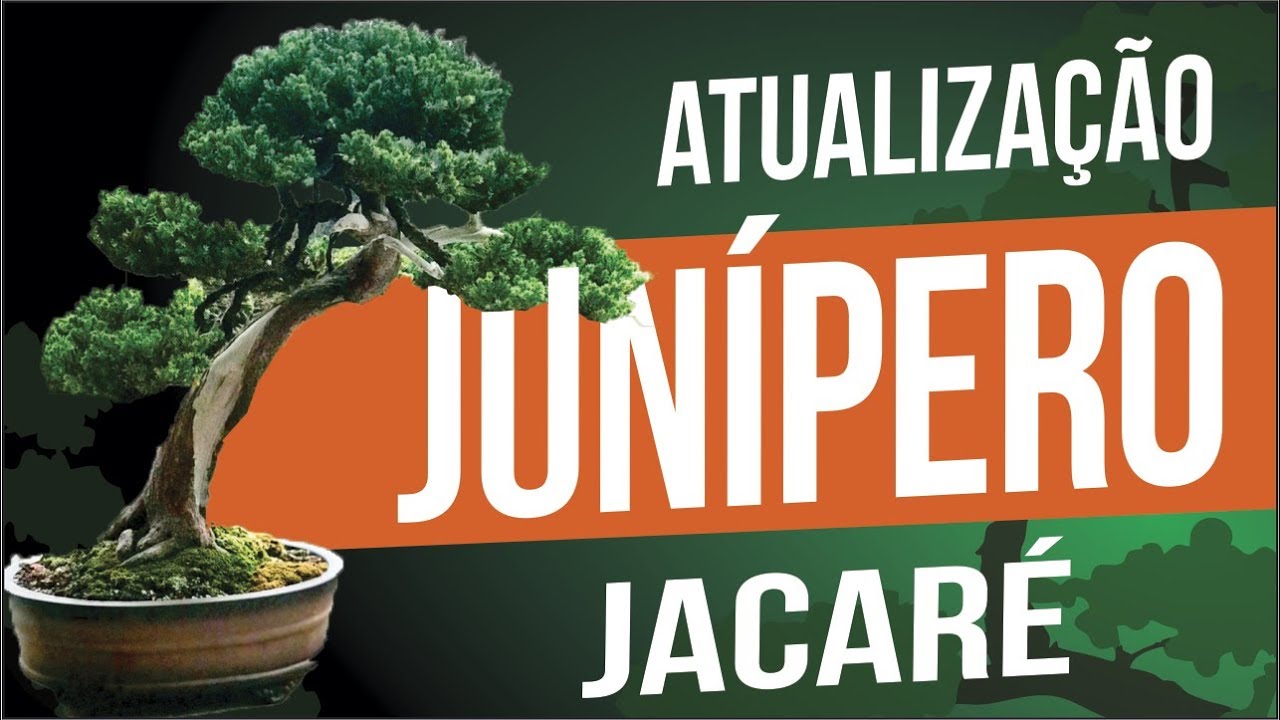 BONSAI DE JUNÍPERO JACARÉ | ATUALIZAÇÃO 2018