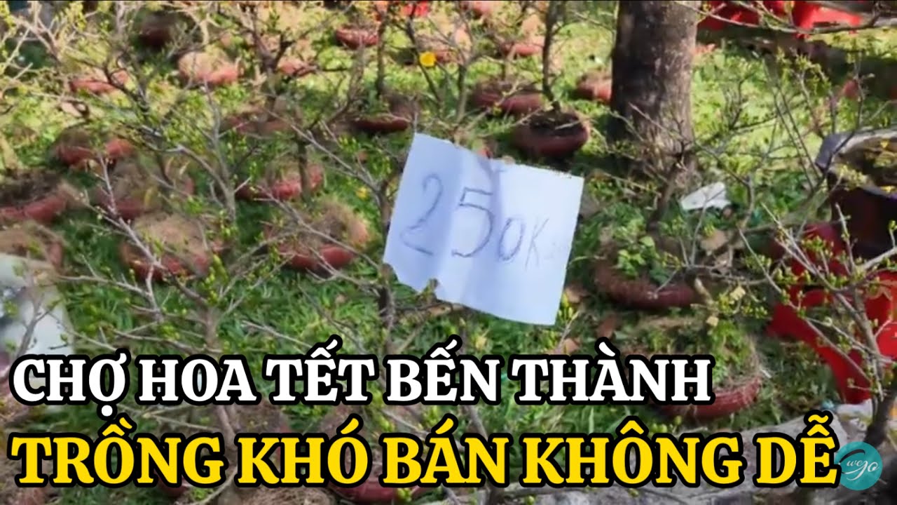 Hồi Hộp Bán Hoa Tết TRỒNG KHÓ BÁN KHÔNG DỄ CHỢ HOA TẾT BẾN THÀNH