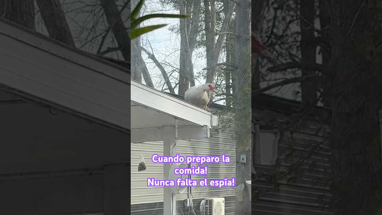 Cuando llega la hora de comer! 