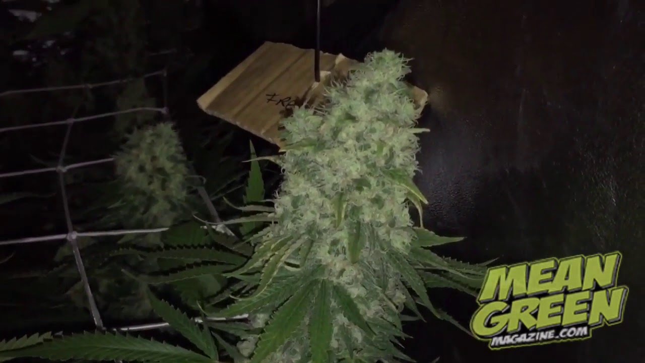 Mean Green Magazine: Pineapple Kush