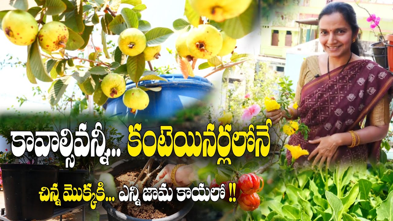 కంటెయినర్ టెర్రస్ గార్డెనింగ్ | చెట్ల నిండా కాయలు, కోసినా కొద్దీ కూరలు | Terrace Gardening | Sujatha
