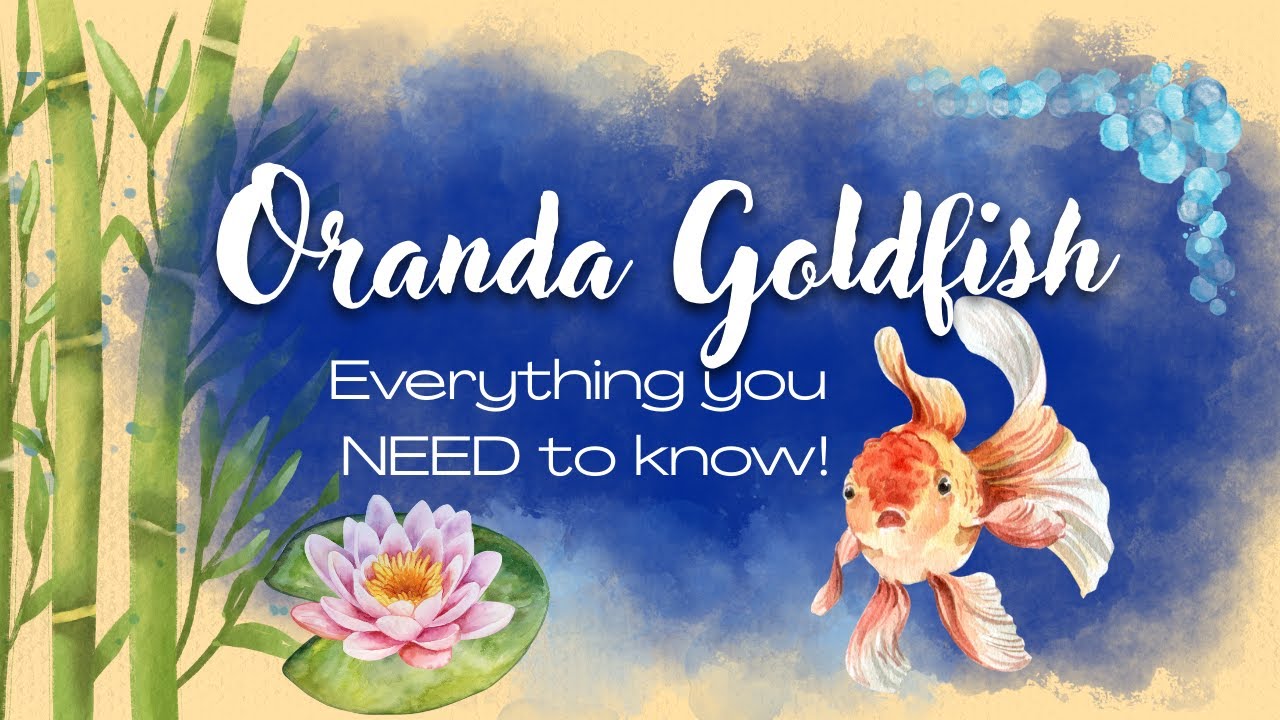 🐠 Oranda Goldfish for BEGINNERS  Everything You NEED to Know!