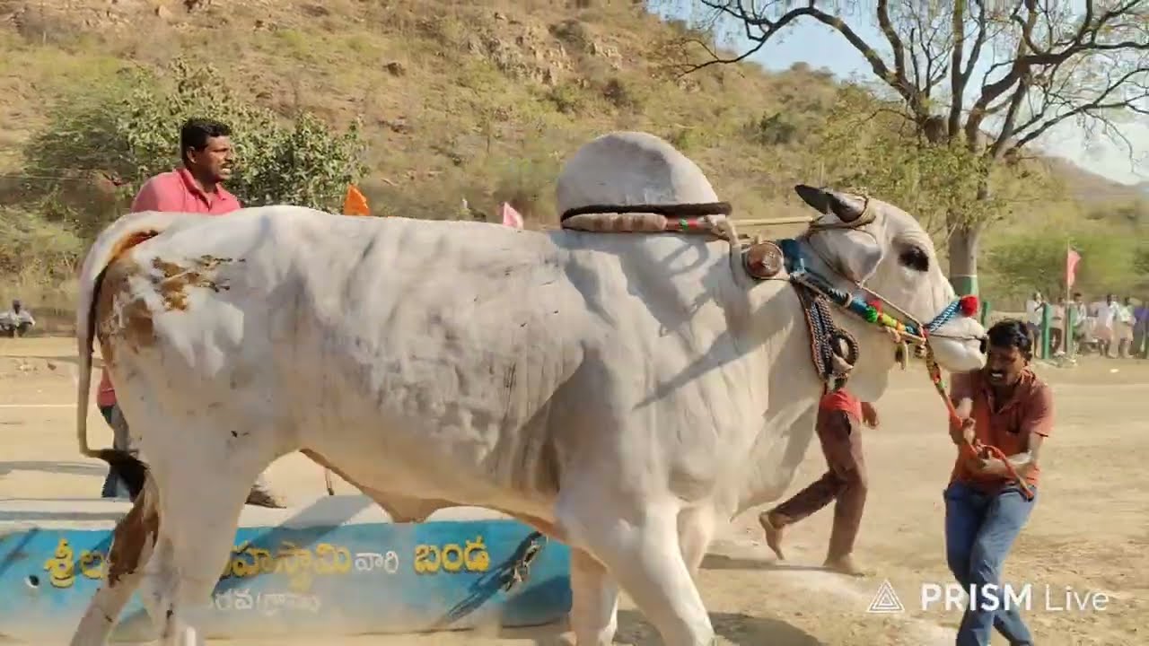 నరవ గ్రామం||న్యూ క్యాటగిరి విభాగం 4వ జత రాయవరం అక్షర రెడ్డి గారు గారు 6-3-2026💥💥