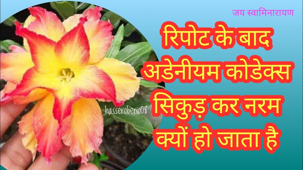 Adenium Caudex Soft After Repotting | Adenium Caudex Rot | Why Adenium Caudex Shrink And Soft