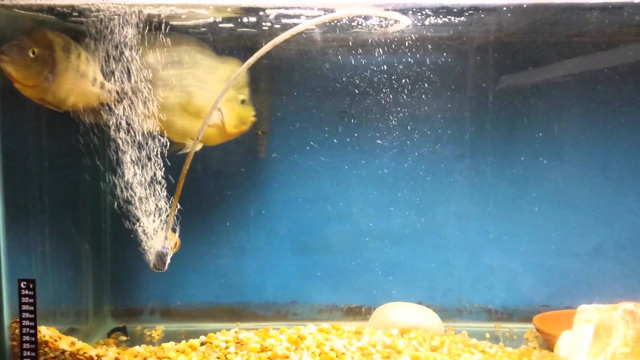 Skip's Amphilophus Chancho Cichlid - Breeding Project Update