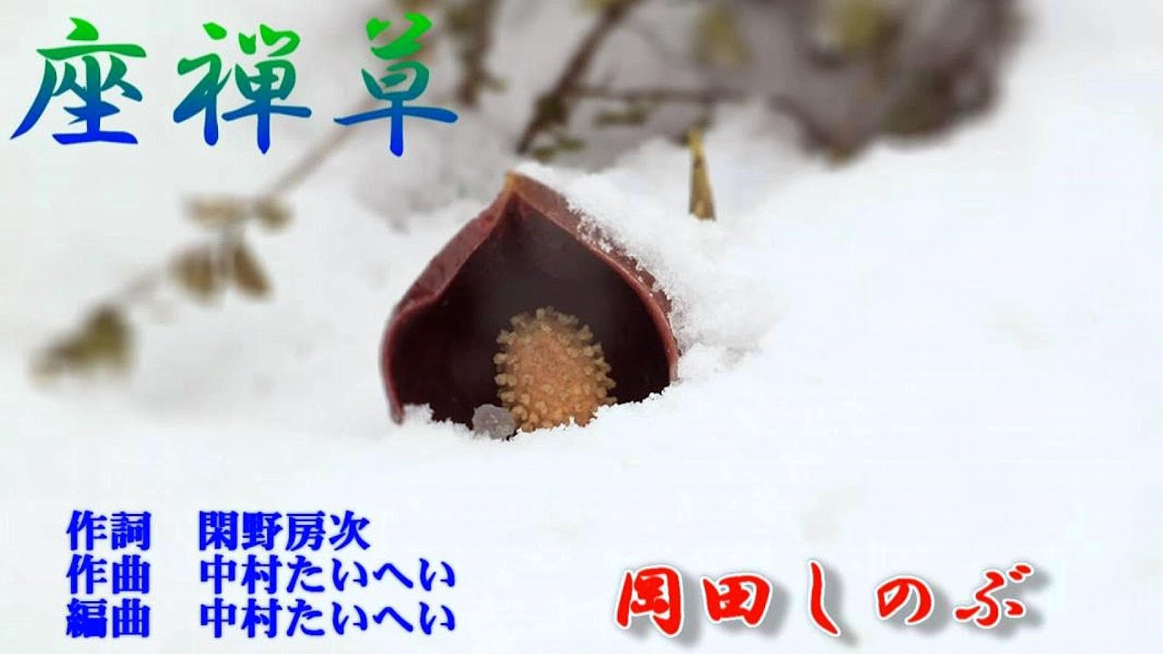 座禅草　岡田しのぶ