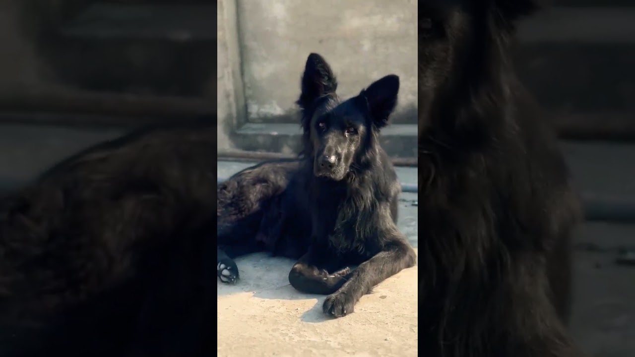 STUNNING BLACK GERMAN SHEPHERD BITCH! Intelligent, Loyal & Playful