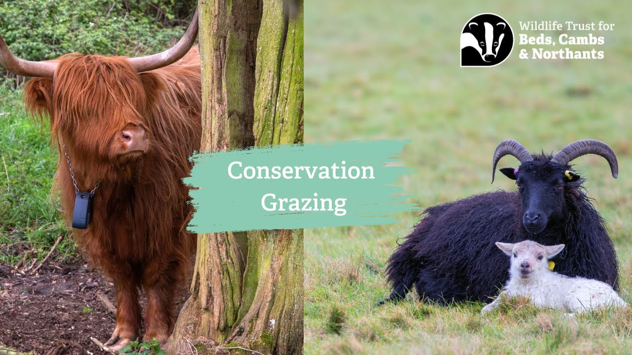 Conservation Grazing