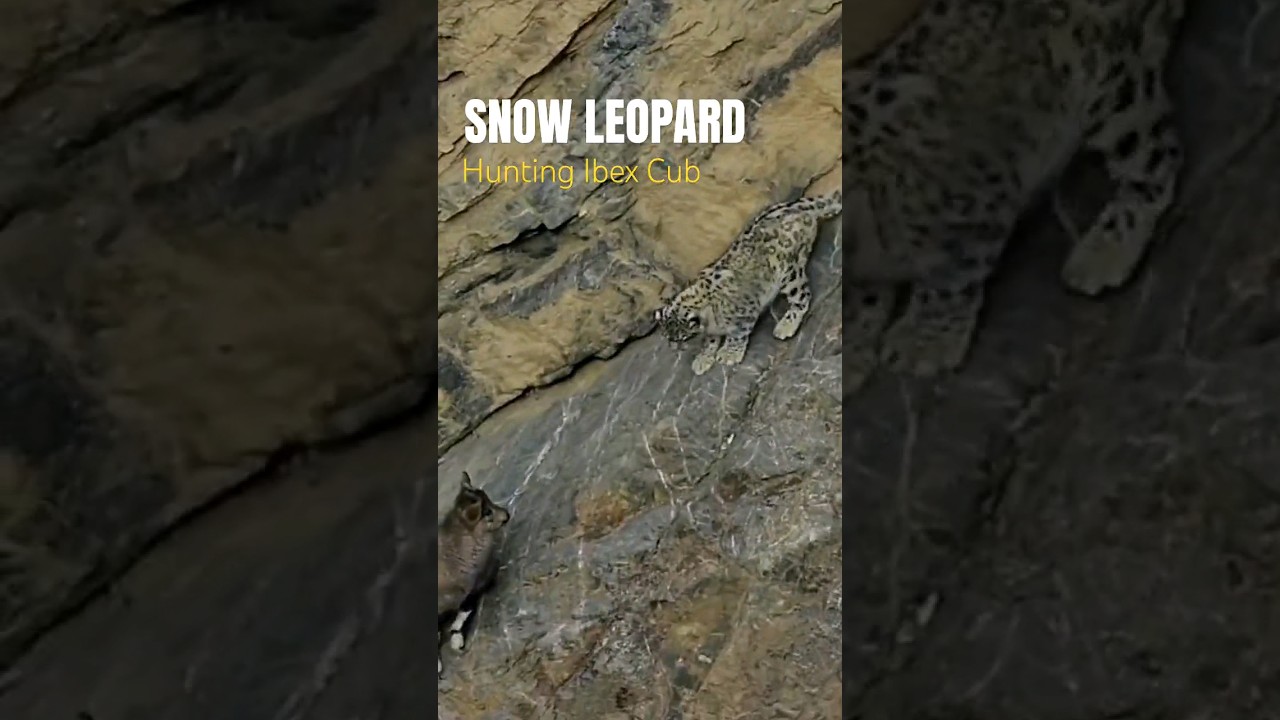 Snow Leopard Hunting | Winter Spiti  Expedition | Nikon India | 4K Video | Wild Wonders Expeditions