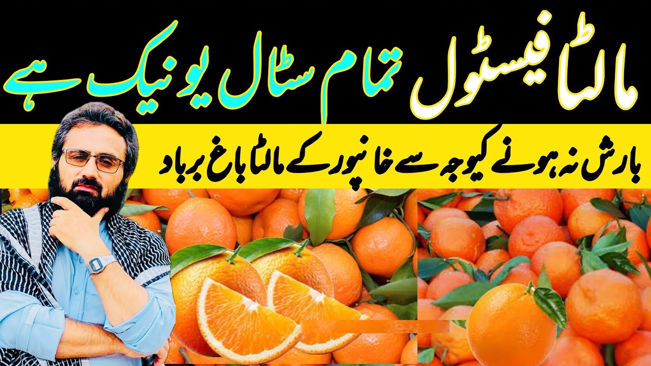 Citrus 🍊 Festival | Red Blood | Blood Oranges in Khanpure | 27 January 2025 | خانپور میں میلہ لگا ہے