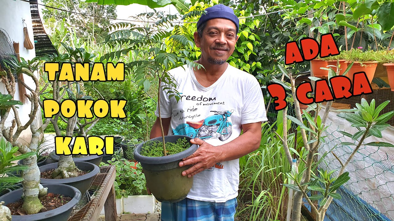 ✅️ TANAM POKOK KARI || PILIH CARA PALING SENANG
