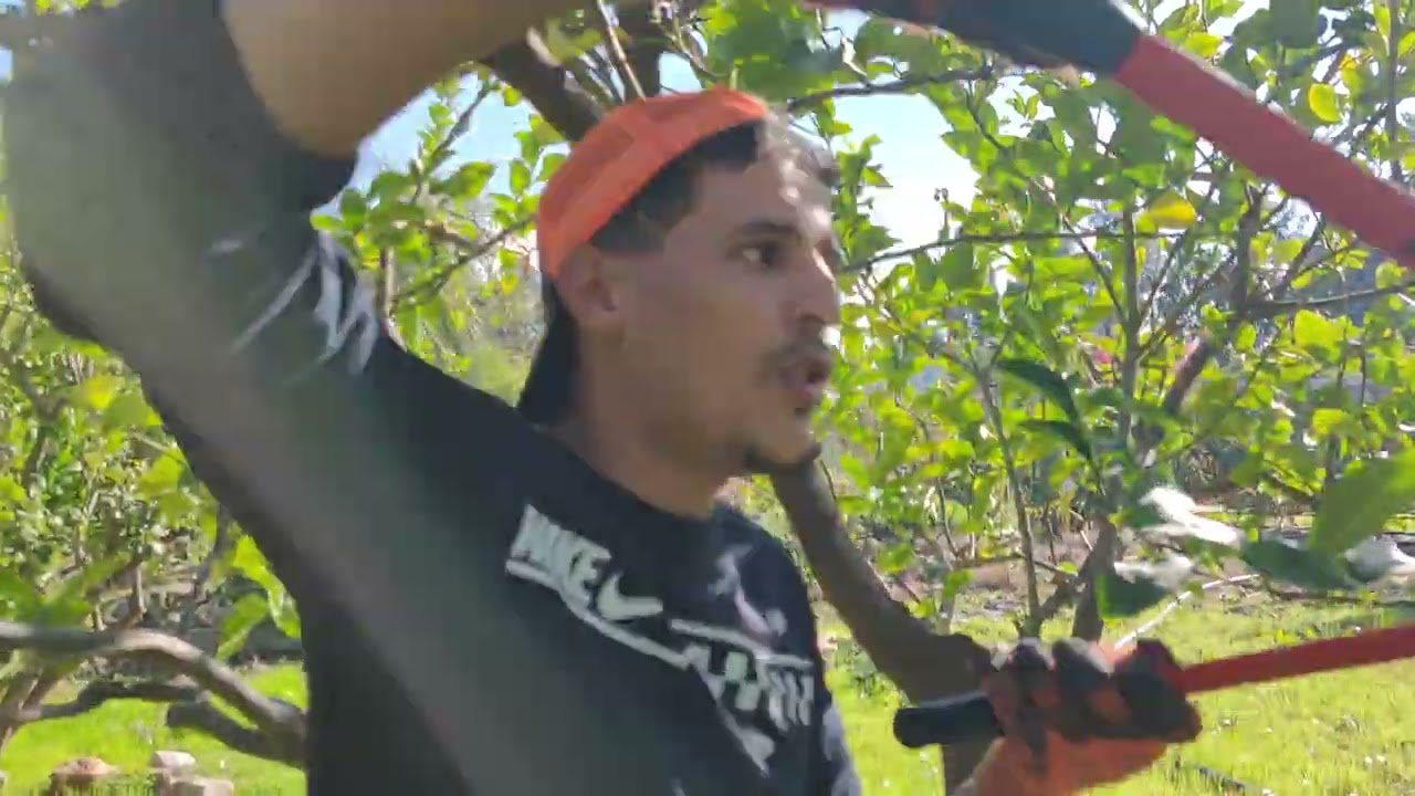 كيفية تقليم اشجار الليمون  (  تقليم الاثمار Taille du citronnier ) 🍋🌿🌳