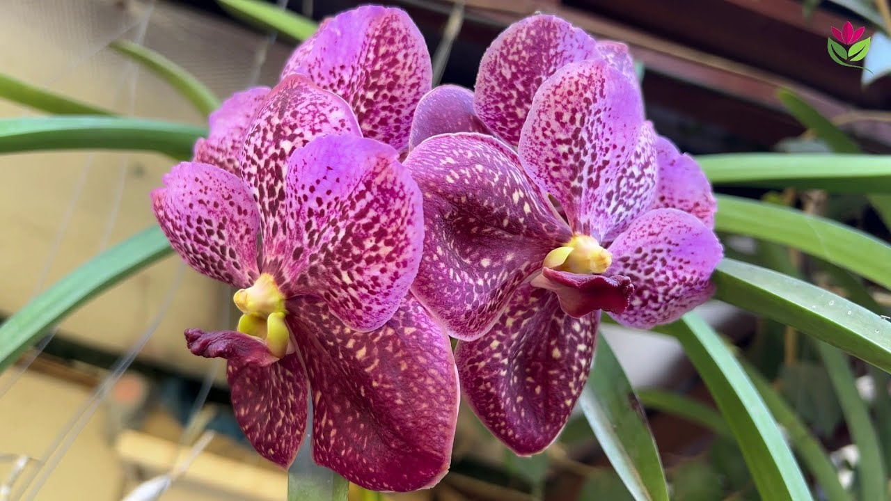 Best Movie of Amazing Floower and Bloom Look Beautifily_ Relaxing music for Soothing.