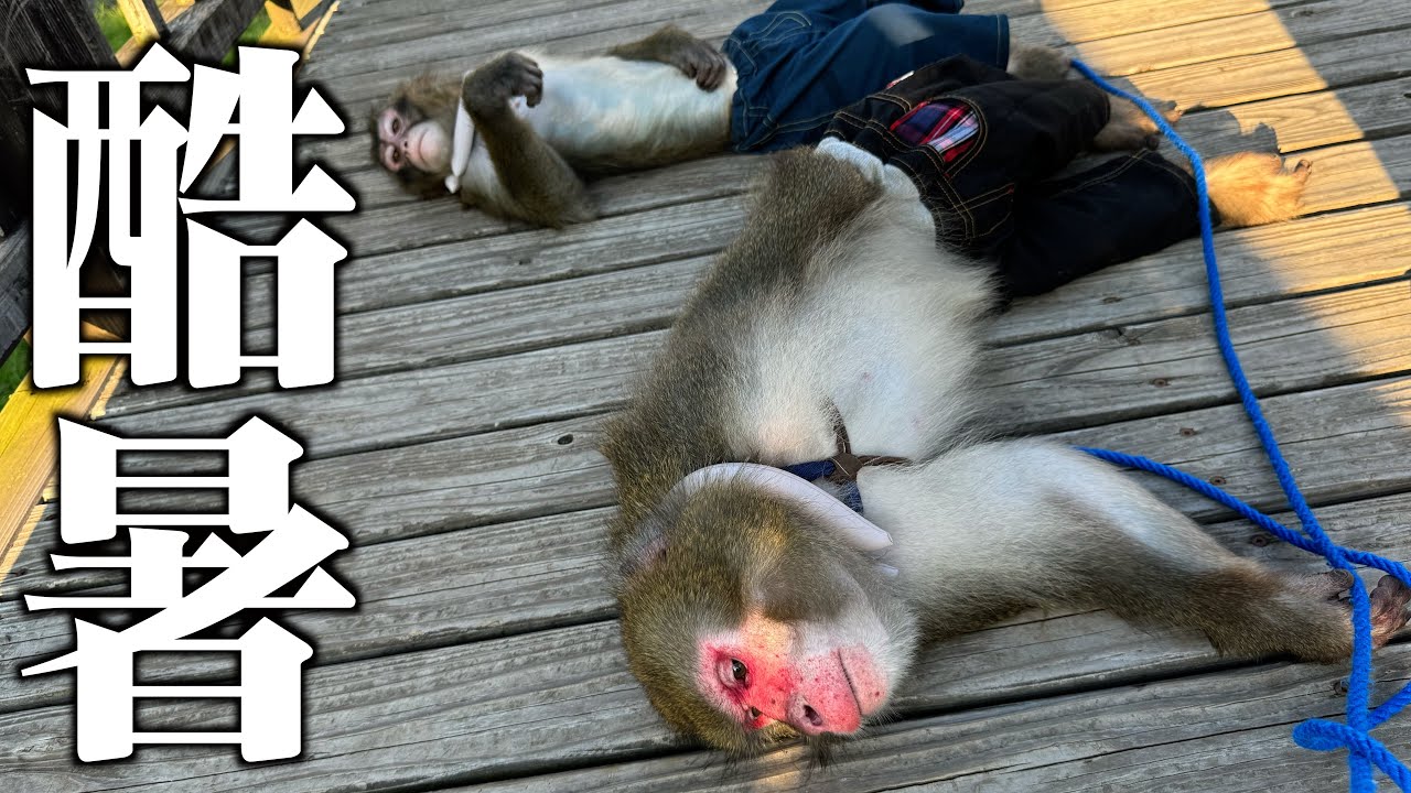 今年の夏はおかしい…散歩中にお猿さんがどんどん倒れてしまいます