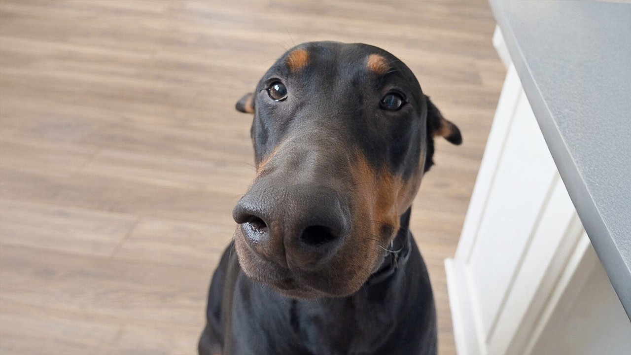 95lb Doberman Kept Getting Returned For 'Aggressive' Smile - Until Someone Finally Understood