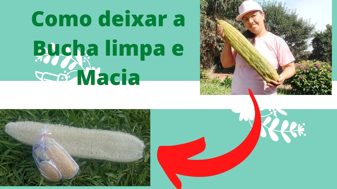 Como colher e limpar a Bucha vegetal #Passo a passo🌲