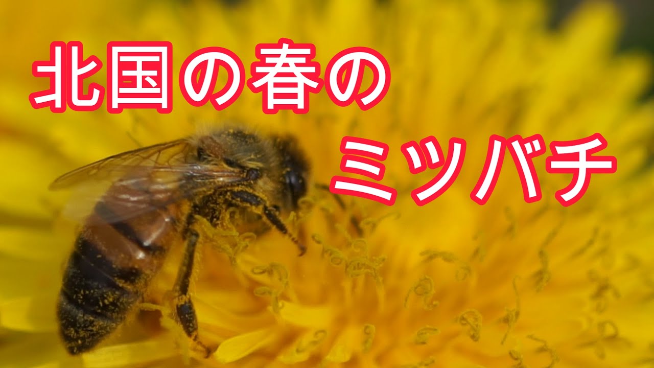 晴蜂雨読／③北国の春のミツバチ(5月、その1)／山崎亮一／日仏英字幕付き／Northern spring bees (May, part Ⅰ)／Eng sub／sous-titres français