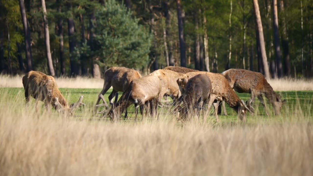 Hoge Veluwe Mei 2023