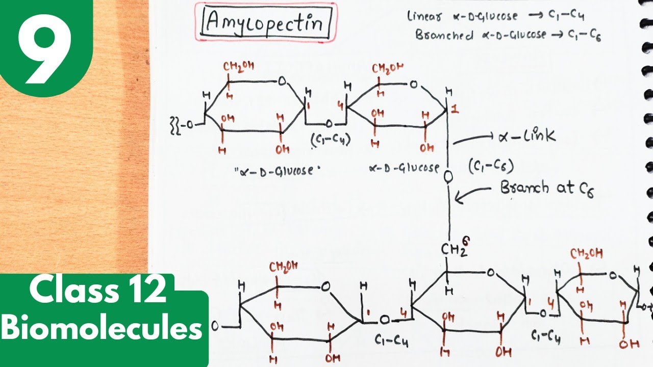 9) Polysaccharides| Starch | Amylose and Amylopectin with structures| Biomolecules class12 chemistry