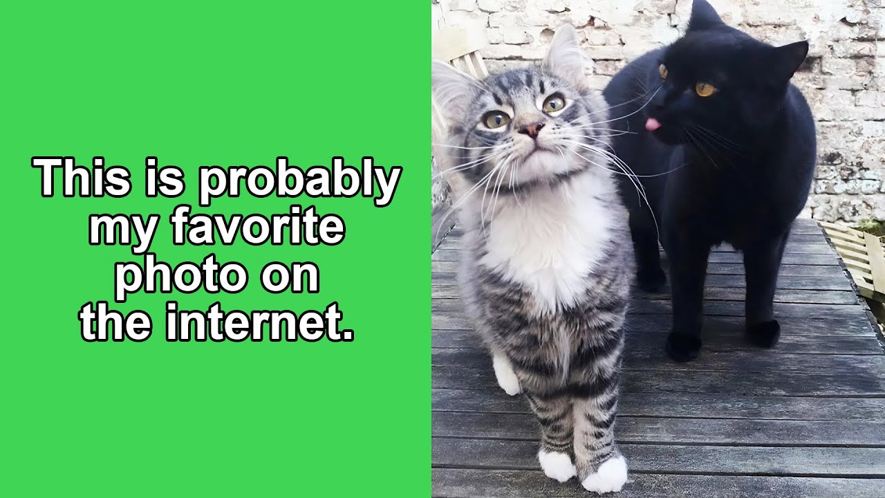 50 Hilarious “Unexplainable Cat Images” Guaranteed to Add Chaos to Your Day