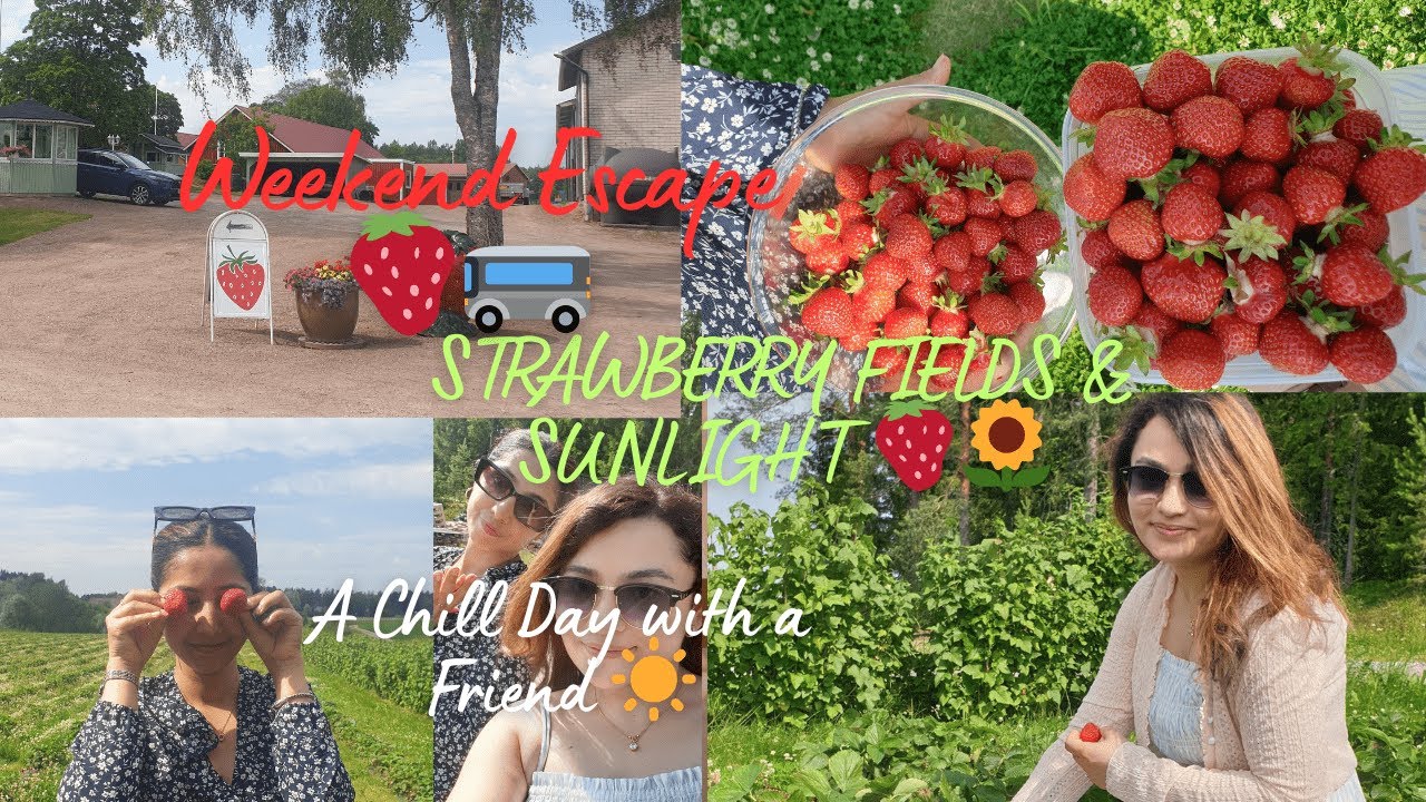Pick your own Strawberry👯‍♀️ 🍓Finland 2025☀️#lifeinfinland #explore #nepalinfinland #strawberryfarm