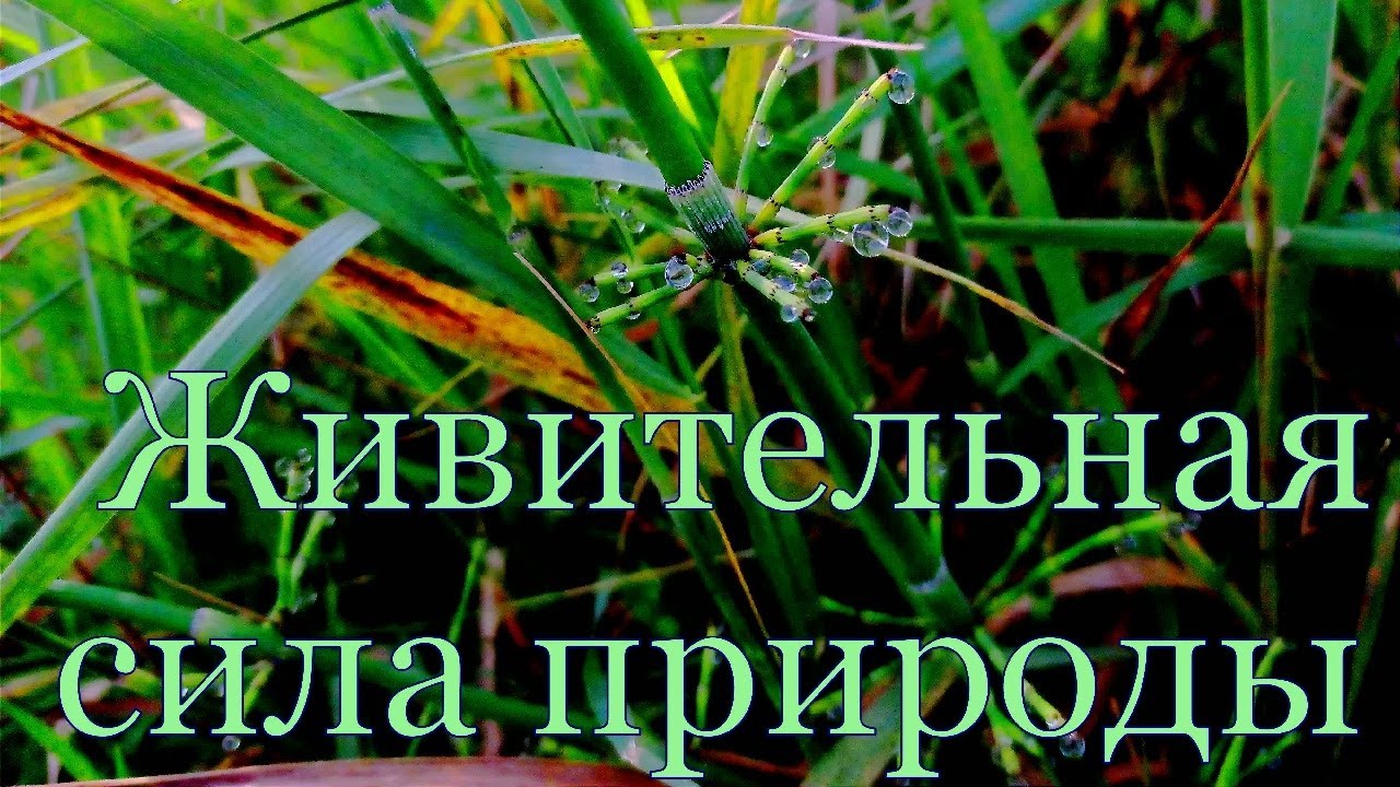ЗВУК ЛУЧШЕ.  ИСЦЕЛЯЮЩЕЕ #ПЕНИЕ #ПТИЦ ДЛЯ ВАШЕГО #ЗДОРОВЬЯ И БЛАГОПОЛУЧИЯ!